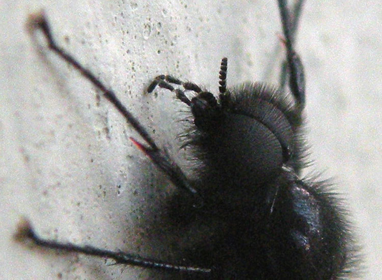 Bibio marci M (Bibionidae)